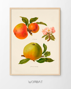 Herefordshire manzanas y peras