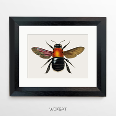 Insectos