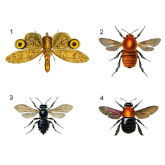 Insectos - comprar online