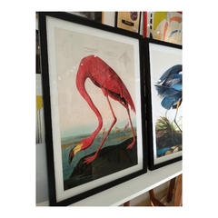 Aves Majestuosas - Flamenco en internet