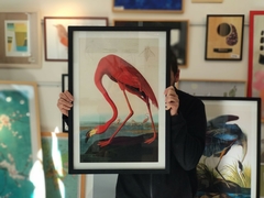 Aves Majestuosas - Flamenco - comprar online