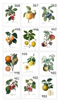 Botánicos Frutas - 30x40 con passepartout