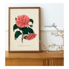 Camelias / 6 modelos - comprar online