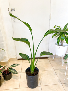 Strelitzia Nicolai - tienda online