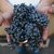 Vinagre de Uva Tinto Anahata (500 cc.) - comprar online