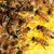Jalea Real Kinturray (10 gr.)