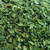 Moringa (50 gr.)