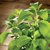 Stevia Líquida Jual (600 cc.)