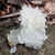 Extracto Tremella Futuro Fungi (50 ml.)