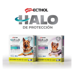 Collar Ecthol Halo