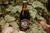 Cerveza artesanal HONEY BEER x500ml - Tienda online BEEPURE