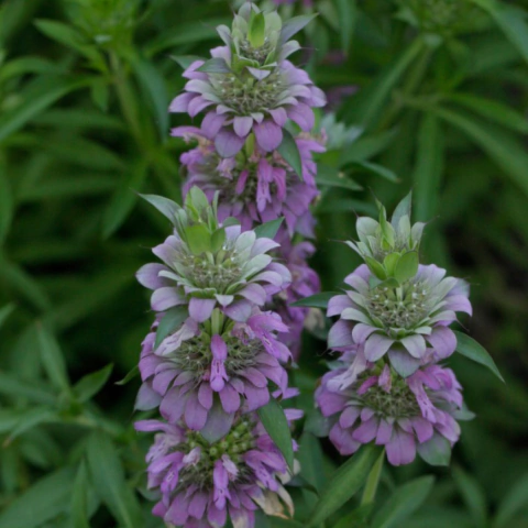 Monarda citriodora