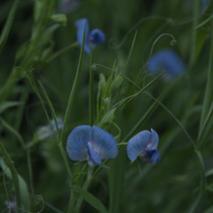 Arvejilla Azul en internet