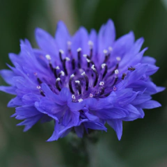 Centaurea cyanus Blue