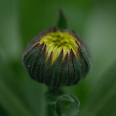 Calendula cream - comprar online