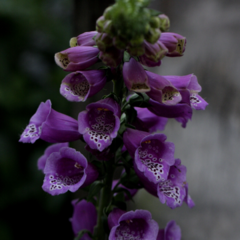 Digitalis Damasco Mix (todas las partes de la planta son tóxicas, utilizar guantes para su manejo) en internet