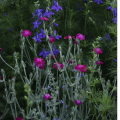 Lychnis coronaria Fucsia - comprar online