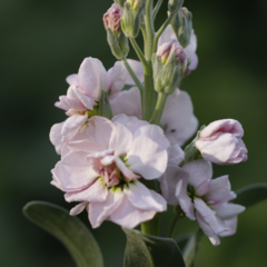 Aleli rosa bb mix