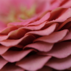 Zinnia oklahoma salmon - comprar online