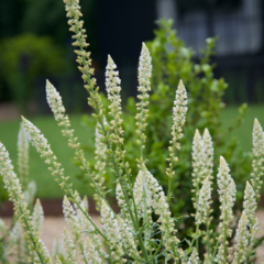Reseda alba - comprar online