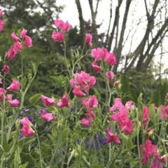 Arvejilla Fucsia mix - tienda online