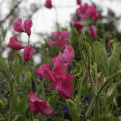 Arvejilla Fucsia mix