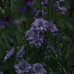 Espuela de Caballero "Misty Lavander" y Amapola Rosa Mix - comprar online