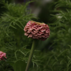 Zinnia oklahoma salmon