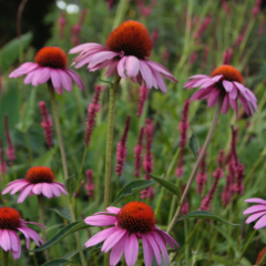 Echinacea Purpurea Magnus - comprar online
