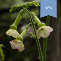 Nicotiana Tinkerbell