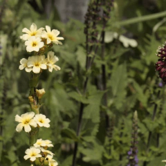 Sisyrinchium Striatum - comprar online