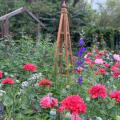 Amapola Rosa Doble (mix) - tienda online