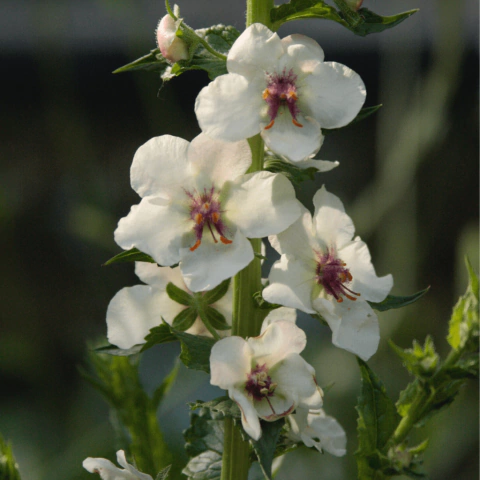 Verbascum Blattaria