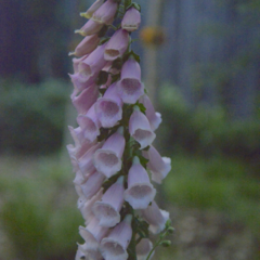 Digitalis Damasco Mix (todas las partes de la planta son tóxicas, utilizar guantes para su manejo)