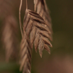 Chasmanthium latifolium - comprar online
