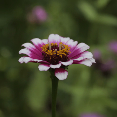 Zinnia Carousel