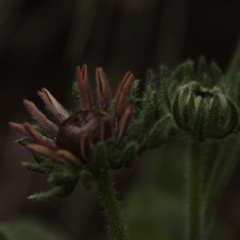 Rudbeckia Hirta `Cherry Brand` - comprar online