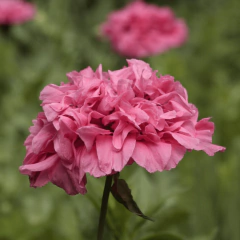 Seleccion Mi Primera Siembra Otoño en internet