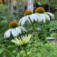Echinacea White Swan