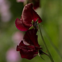 Arvejilla Bordo mix fucsia