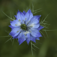 Nigella Damascena - Mix - Celeste y Blancas