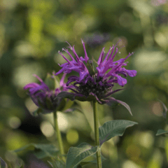 Monarda mix fucsia y rosa - comprar online