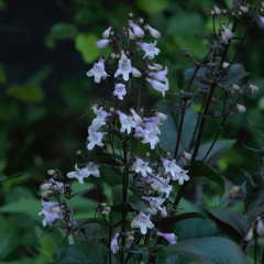 Penstemon Digitalis Red Husker - comprar online