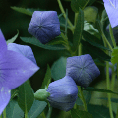 Platycodon Grandiflorus - comprar online