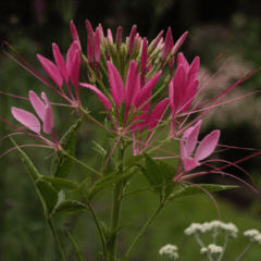Cleome Rosa