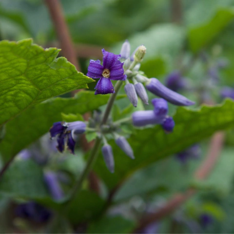 Clematis herbacea