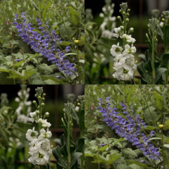 Aleli Blanco y Salvia Pratensis Indigo