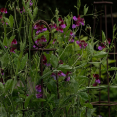 Arvejilla bicolor - comprar online