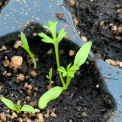 Nigella Damascena - Mix - Celeste y Blancas - Paquita Romano | La Flor Azul
