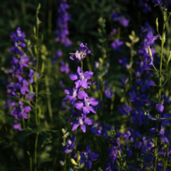 Flores Azules - Nigella y Espuela en internet